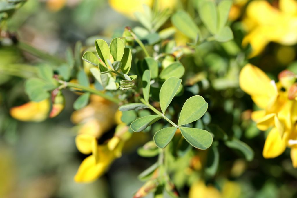 Emerus major o Hippocrepis emerus